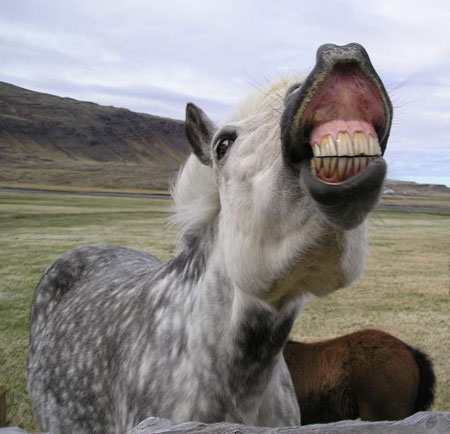 horse_teeth.jpg